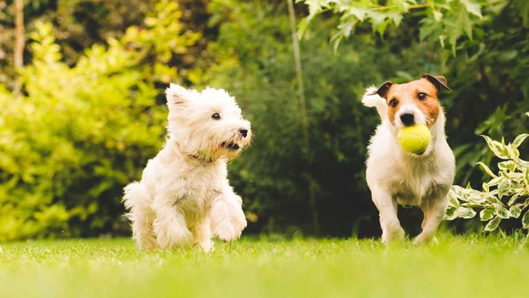 should-i-take-my-dog-to-a-dog-park-life-s-poochy-dog-walking-services